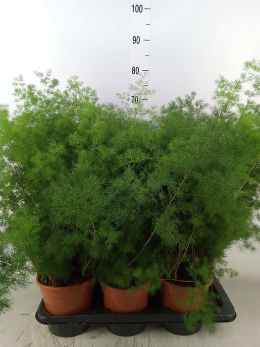 <h4>Asparagus umbellatus</h4>