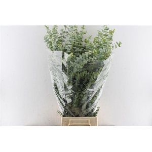 Euca Baby Blue 200 Gram Pt