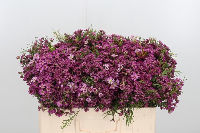 <h4>Chame Un Jupiter</h4>