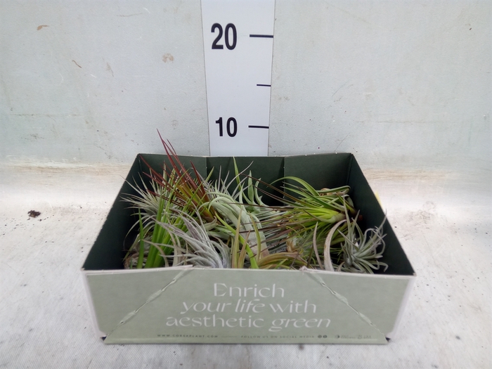 <h4>Tillandsia</h4>