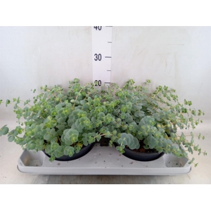 Sedum sieboldii 'Mediovariegatum'