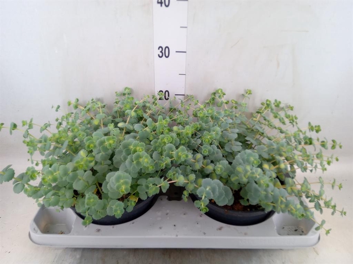 <h4>Sedum sieboldii 'Mediovariegatum'</h4>