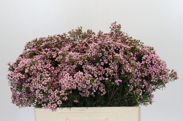 <h4>Chamelaucium Jupiter Solar</h4>