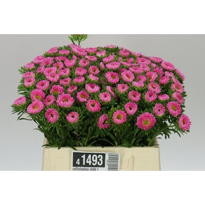 Callistephus Mats Rose