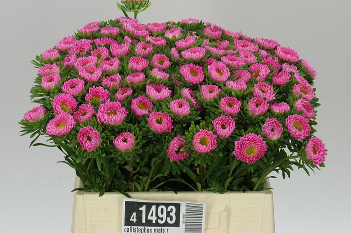 <h4>Callistephus Mats Rose</h4>
