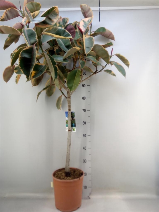 <h4>Ficus   ...</h4>