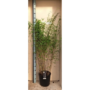 Fargesia nitida 'Volcano'