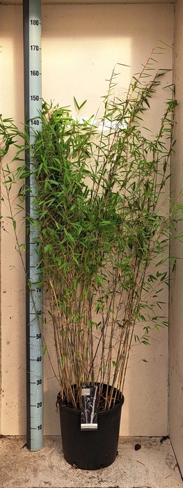 <h4>Fargesia nitida 'Volcano'</h4>