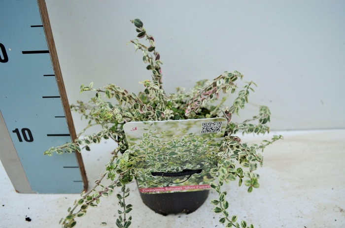 <h4>Euonymus fortunei Silver Carpet</h4>