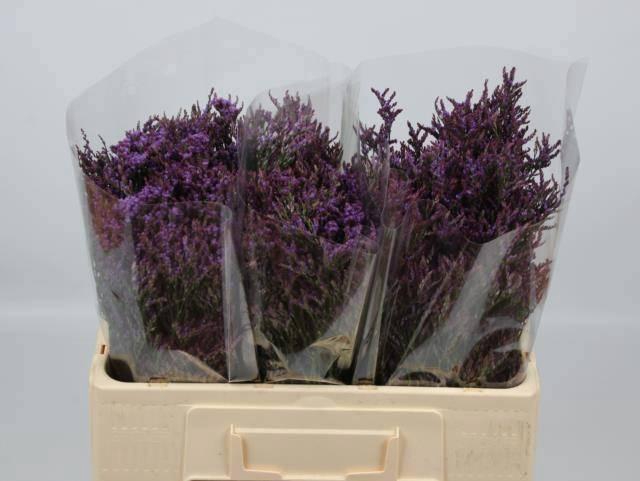 <h4>LIM SAF DARK BLUE</h4>