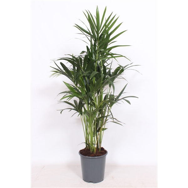 <h4>Howea forsteriana 10 per pot</h4>