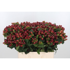 Hyp Mag Royal Seasons