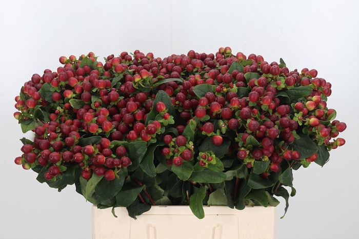 <h4>Hyp Mag Royal Seasons</h4>