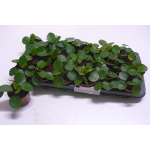 PILEA PEPEROMIOIDES