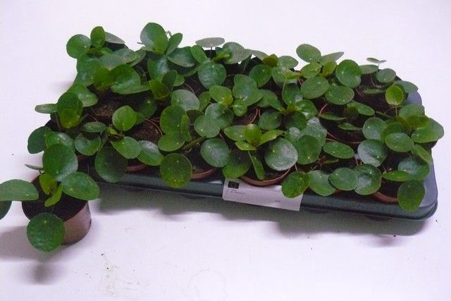 <h4>PILEA PEPEROMIOIDES</h4>