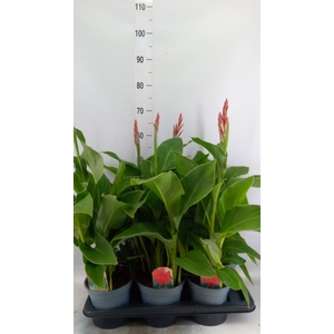 Canna  'Kreta'