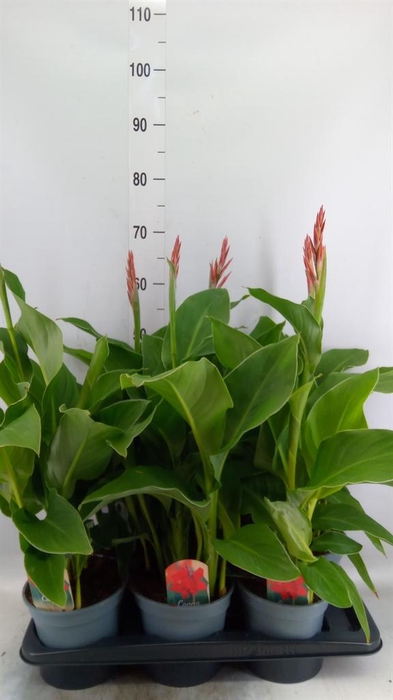 <h4>Canna  'Kreta'</h4>