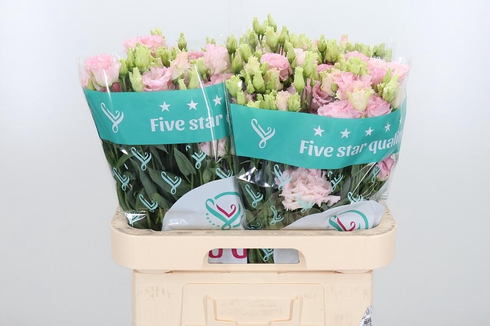 <h4>Eus G Chac Wed Pink</h4>