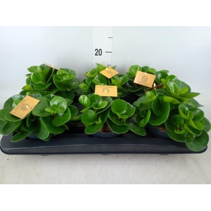Peperomia obt. 'Green Gold'