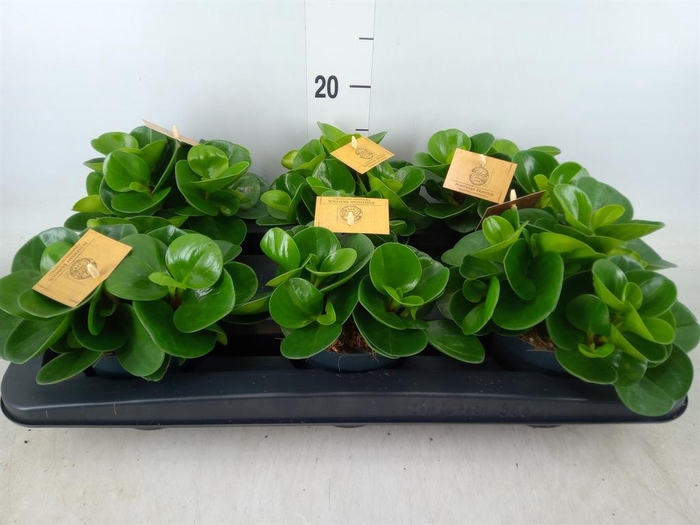 <h4>Peperomia obt. 'Green Gold'</h4>