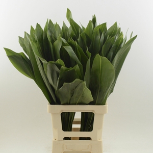 Aspidistra Noy