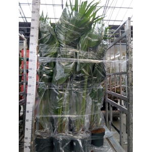 Livistona rotundifolia