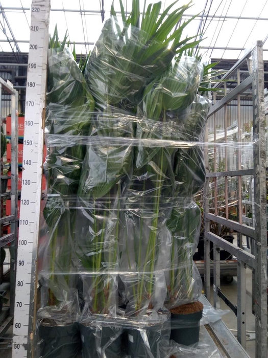 <h4>Livistona rotundifolia</h4>