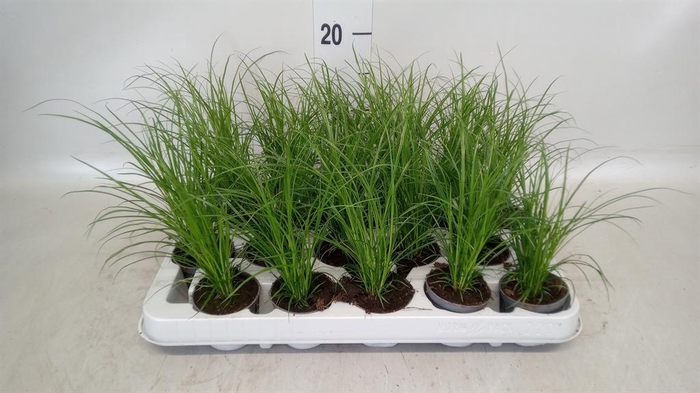 <h4>Carex brunnea</h4>