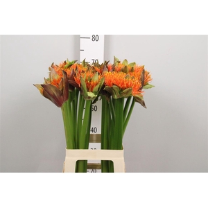 Scadoxus Ov Orange W