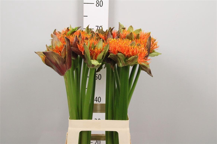 <h4>Scadoxus Ov Orange W</h4>
