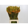 Kniphofia Eycone Peach
