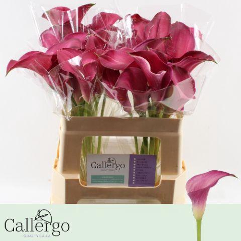 <h4>ZANT PINK JEWEL</h4>