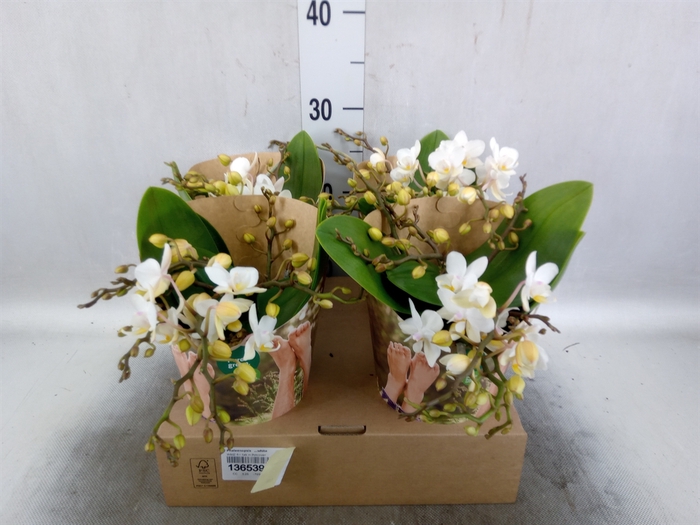 <h4>Phalaenopsis   ...white</h4>