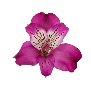 ALSTROEMERIA HELENA 080 CM ROXO
