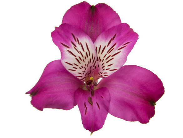 <h4>ALSTROEMERIA HELENA 070 CM ROXO</h4>