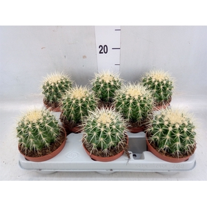 Echinocactus grusonii