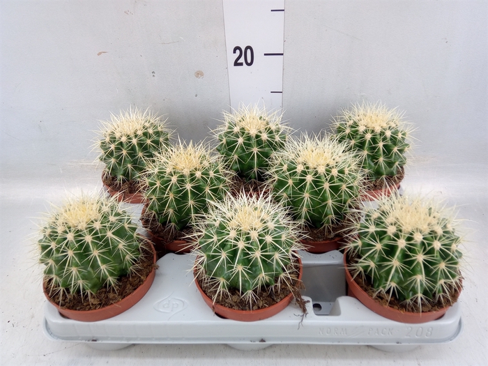 <h4>Echinocactus grusonii</h4>