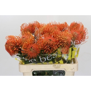 Nutans Ayoba Mandarin Zest