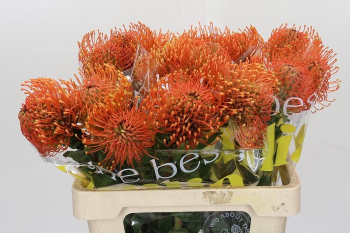 <h4>Nutans Ayoba Mandarin Zest</h4>