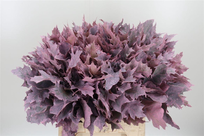 <h4>Eik Grof Frost Rose</h4>