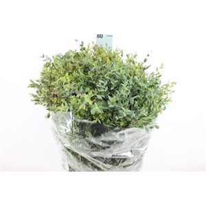 Euca Parvifolia Lang 400 Gram