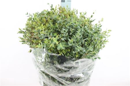 <h4>Euca Parvifolia Lang 400 Gram</h4>