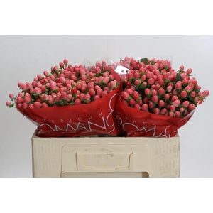 Hypericum Sweet Romance