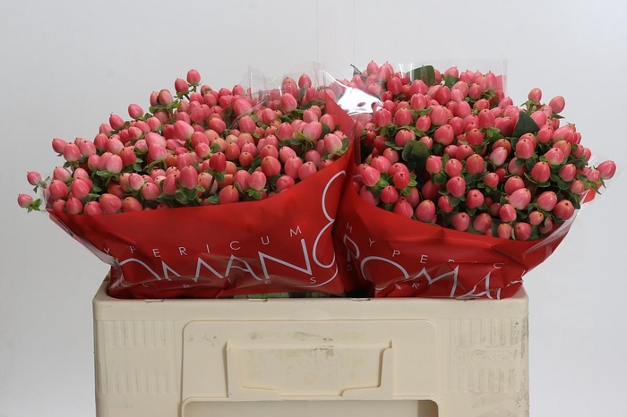 <h4>Hypericum Sweet Romance</h4>