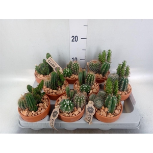 Arr.  Cactus L%