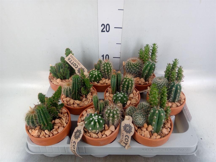 <h4>Arr.  Cactus L%</h4>