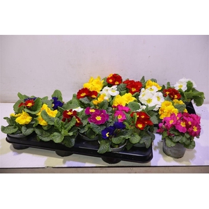 Prim Acaulis Gemengd