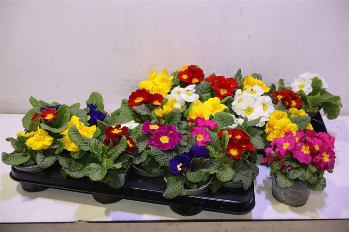 <h4>Prim Acaulis Gemengd</h4>