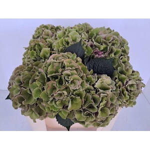 HYDR M ROY PALACE CL PINK-GREEN