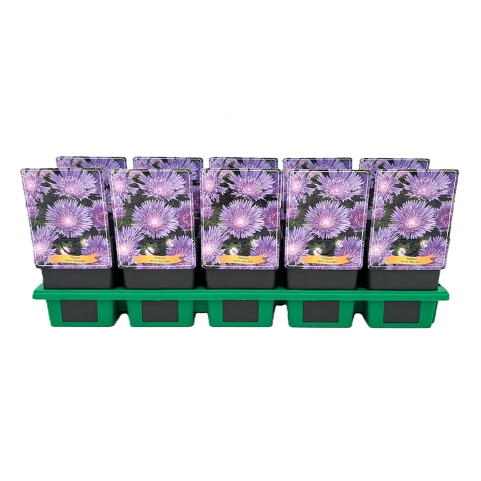 <h4>Stokesia laevis</h4>